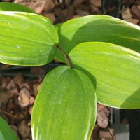 Polygonatum fulcatum 'Variegatum'